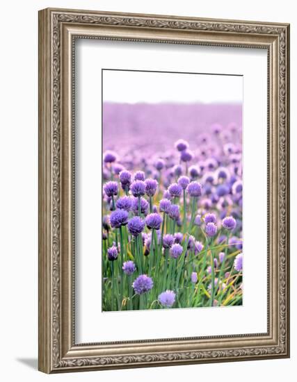 Lush Blooming Chives Field-cmfotoworks-Framed Photographic Print