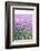 Lush Blooming Chives Field-cmfotoworks-Framed Photographic Print