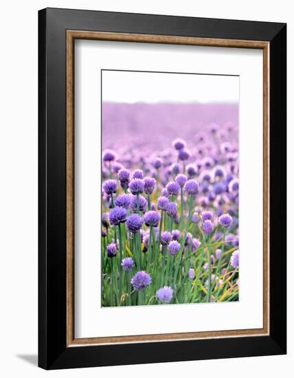 Lush Blooming Chives Field-cmfotoworks-Framed Photographic Print