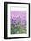 Lush Blooming Chives Field-cmfotoworks-Framed Photographic Print