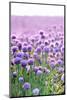 Lush Blooming Chives Field-cmfotoworks-Mounted Photographic Print