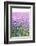 Lush Blooming Chives Field-cmfotoworks-Framed Photographic Print