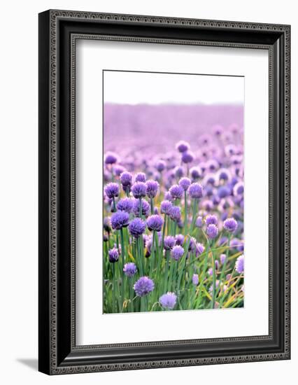 Lush Blooming Chives Field-cmfotoworks-Framed Photographic Print