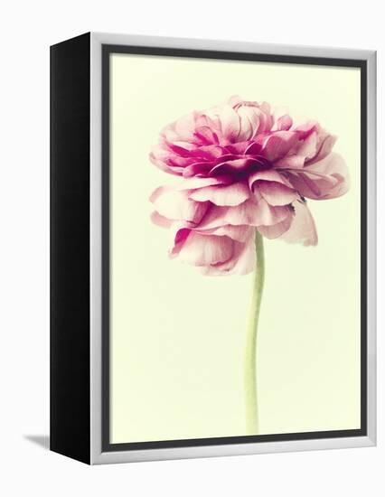 Lush Botanical I-Judy Stalus-Framed Premier Image Canvas