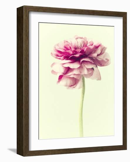 Lush Botanical I-Judy Stalus-Framed Photographic Print