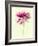 Lush Botanical I-Judy Stalus-Framed Photographic Print