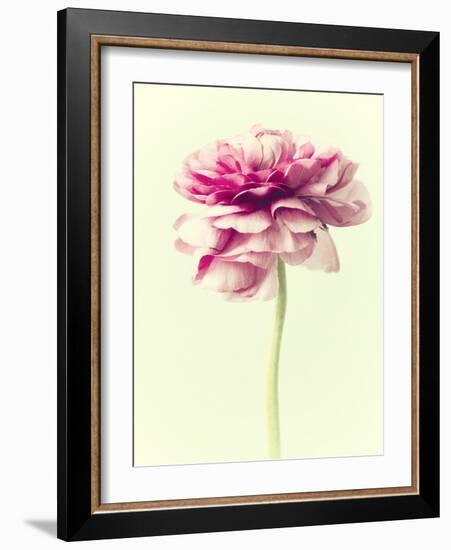 Lush Botanical I-Judy Stalus-Framed Photographic Print