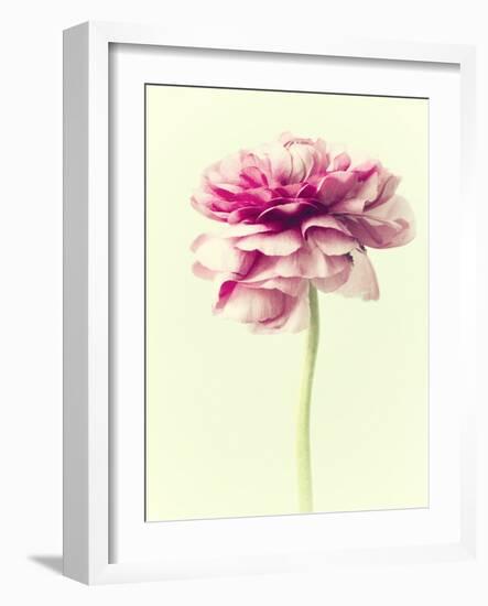 Lush Botanical I-Judy Stalus-Framed Photographic Print