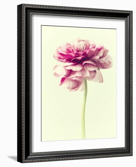 Lush Botanical I-Judy Stalus-Framed Photographic Print