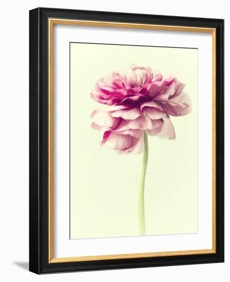 Lush Botanical I-Judy Stalus-Framed Photographic Print