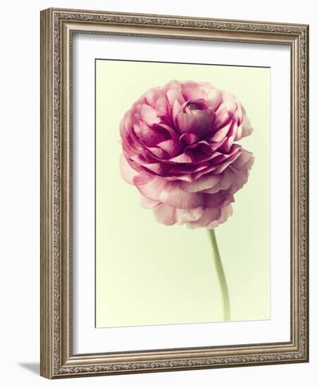 Lush Botanical II-Judy Stalus-Framed Photographic Print