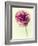 Lush Botanical II-Judy Stalus-Framed Photographic Print