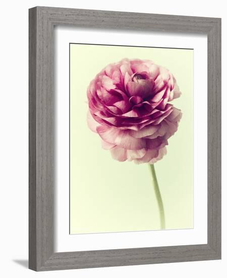 Lush Botanical II-Judy Stalus-Framed Photographic Print