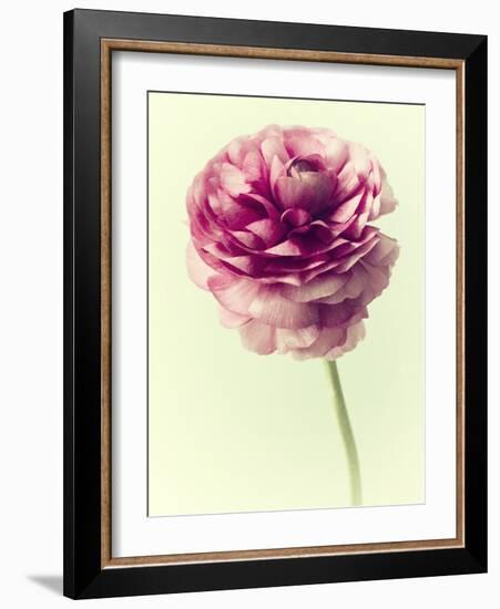 Lush Botanical II-Judy Stalus-Framed Photographic Print