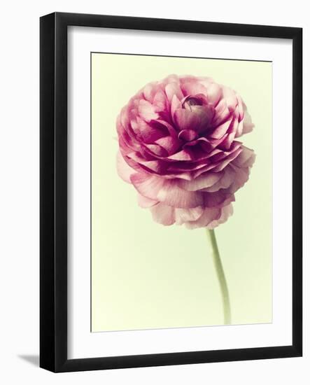 Lush Botanical II-Judy Stalus-Framed Photographic Print
