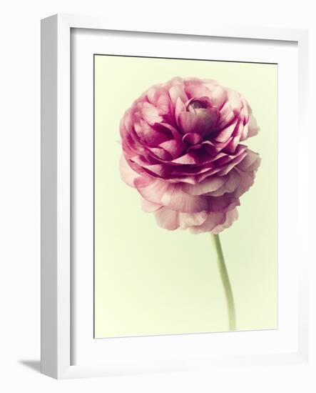 Lush Botanical II-Judy Stalus-Framed Photographic Print