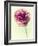 Lush Botanical II-Judy Stalus-Framed Photographic Print