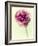 Lush Botanical II-Judy Stalus-Framed Photographic Print