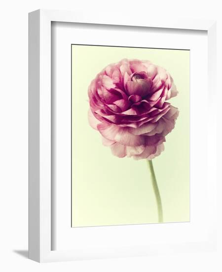 Lush Botanical II-Judy Stalus-Framed Photographic Print