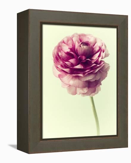 Lush Botanical II-Judy Stalus-Framed Premier Image Canvas