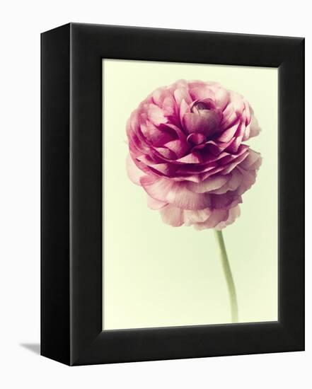 Lush Botanical II-Judy Stalus-Framed Premier Image Canvas