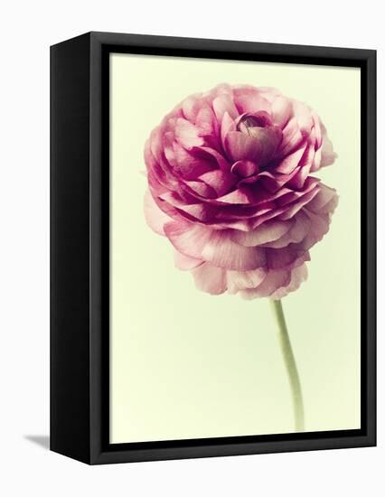 Lush Botanical II-Judy Stalus-Framed Premier Image Canvas