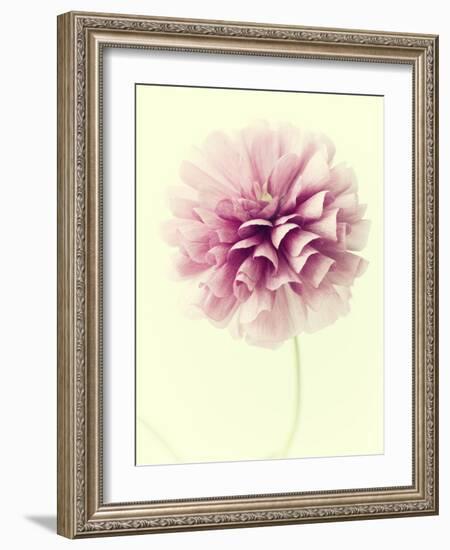 Lush Botanical III-Judy Stalus-Framed Photographic Print