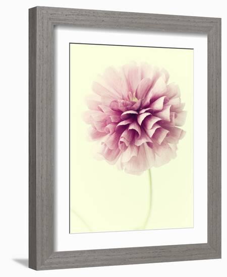 Lush Botanical III-Judy Stalus-Framed Photographic Print