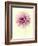 Lush Botanical III-Judy Stalus-Framed Photographic Print