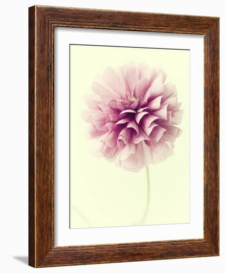 Lush Botanical III-Judy Stalus-Framed Photographic Print