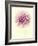 Lush Botanical III-Judy Stalus-Framed Photographic Print