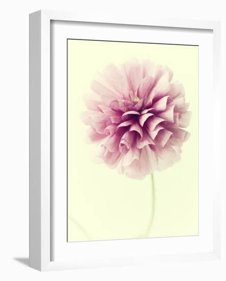 Lush Botanical III-Judy Stalus-Framed Photographic Print