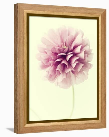 Lush Botanical III-Judy Stalus-Framed Premier Image Canvas