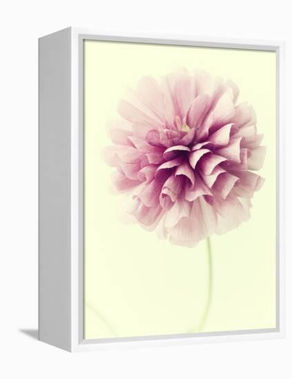 Lush Botanical III-Judy Stalus-Framed Premier Image Canvas