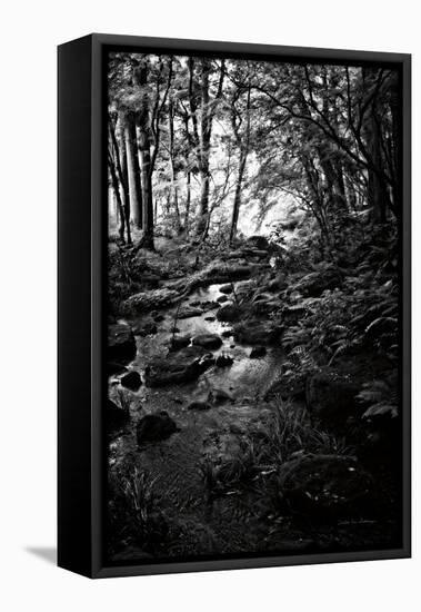 Lush Creek in Forest BW-Debra Van Swearingen-Framed Premier Image Canvas