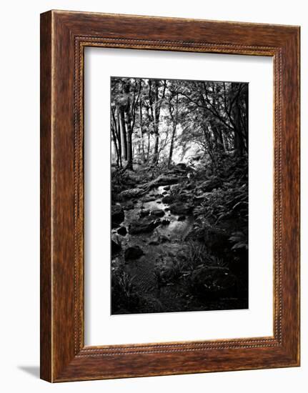 Lush Creek in Forest BW-Debra Van Swearingen-Framed Photographic Print