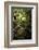 Lush Creek in Forest-Debra Van Swearingen-Framed Photographic Print