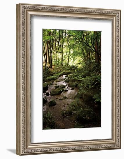 Lush Creek in Forest-Debra Van Swearingen-Framed Photographic Print