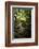 Lush Creek in Forest-Debra Van Swearingen-Framed Photographic Print