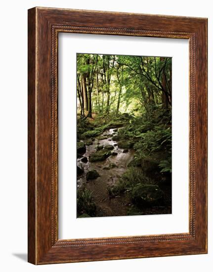 Lush Creek in Forest-Debra Van Swearingen-Framed Photographic Print