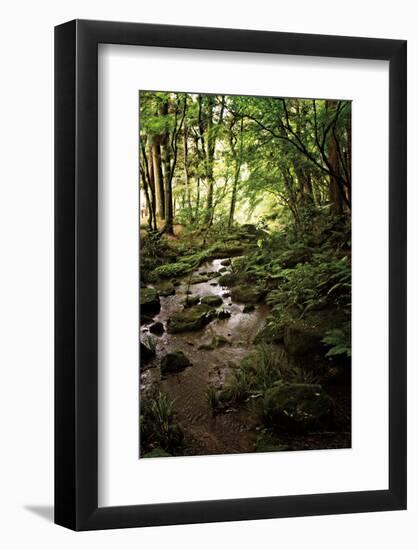 Lush Creek in Forest-Debra Van Swearingen-Framed Photographic Print