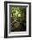 Lush Creek in Forest-Debra Van Swearingen-Framed Photographic Print