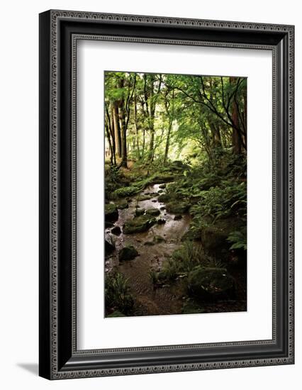 Lush Creek in Forest-Debra Van Swearingen-Framed Photographic Print