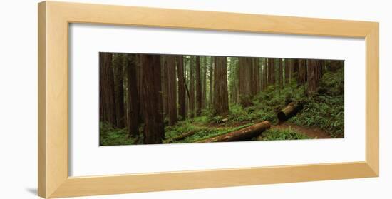 Lush Forest with Path, Jedediah Smith State Park, California, USA-null-Framed Photographic Print