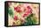 Lush Garden Trio I-Silvia Vassileva-Framed Stretched Canvas