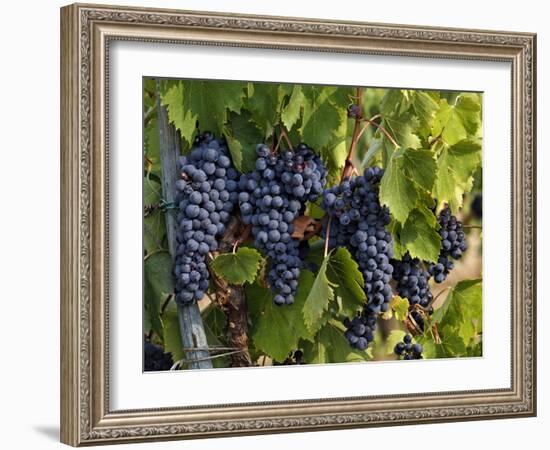 Lush Grapes Ready for Harvest in Vineyard, Near Pollzano, Chianti Region, Italy-Adam Jones-Framed Photographic Print