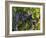 Lush Grapes Ready for Harvest in Vineyard, Near Pollzano, Chianti Region, Italy-Adam Jones-Framed Photographic Print