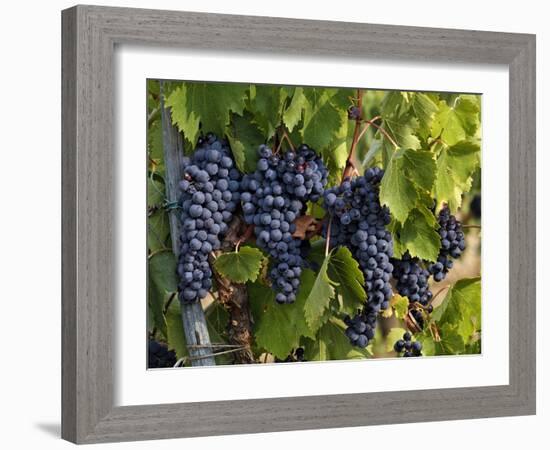 Lush Grapes Ready for Harvest in Vineyard, Near Pollzano, Chianti Region, Italy-Adam Jones-Framed Photographic Print