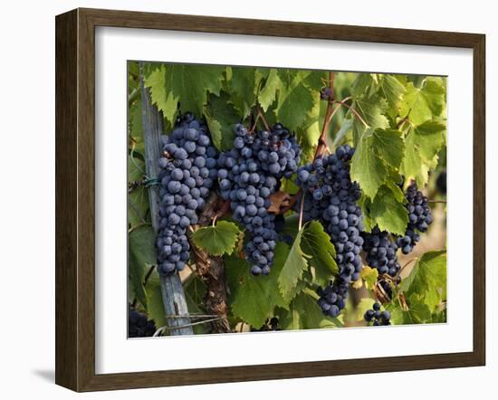 Lush Grapes Ready for Harvest in Vineyard, Near Pollzano, Chianti Region, Italy-Adam Jones-Framed Photographic Print