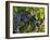 Lush Grapes Ready for Harvest in Vineyard, Near Pollzano, Chianti Region, Italy-Adam Jones-Framed Photographic Print